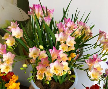 ​香雪兰鲜切花养护方法（看专业园丁教你养护香雪兰）