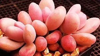 桃之卵的养护（多肉桃蛋及养出状态的五个步骤）