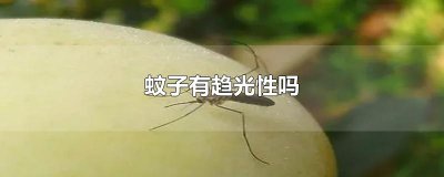 ​蚊子有趋光性吗