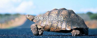 ​乌龟可以吃吗