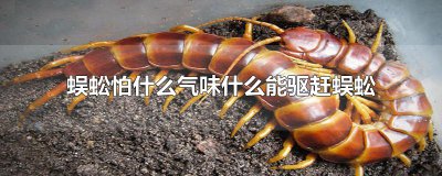 ​蜈蚣怕什么气味什么能驱赶蜈蚣