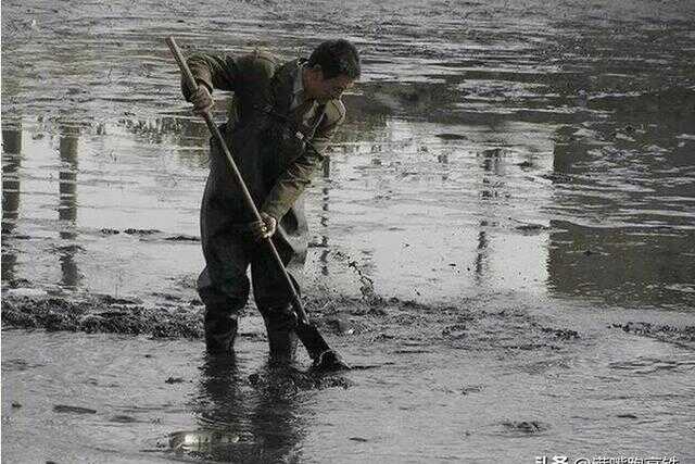 蟾蜍为什么会抱住鱼的眼睛(蟾蜍为什么会抱住鲤鱼眼睛)