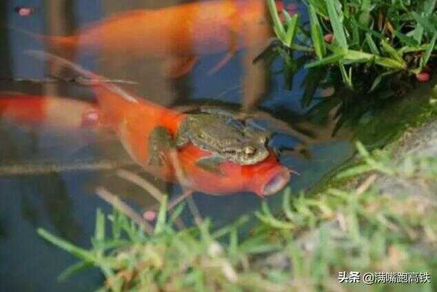 蟾蜍为什么会抱住鱼的眼睛(蟾蜍为什么会抱住鲤鱼眼睛)