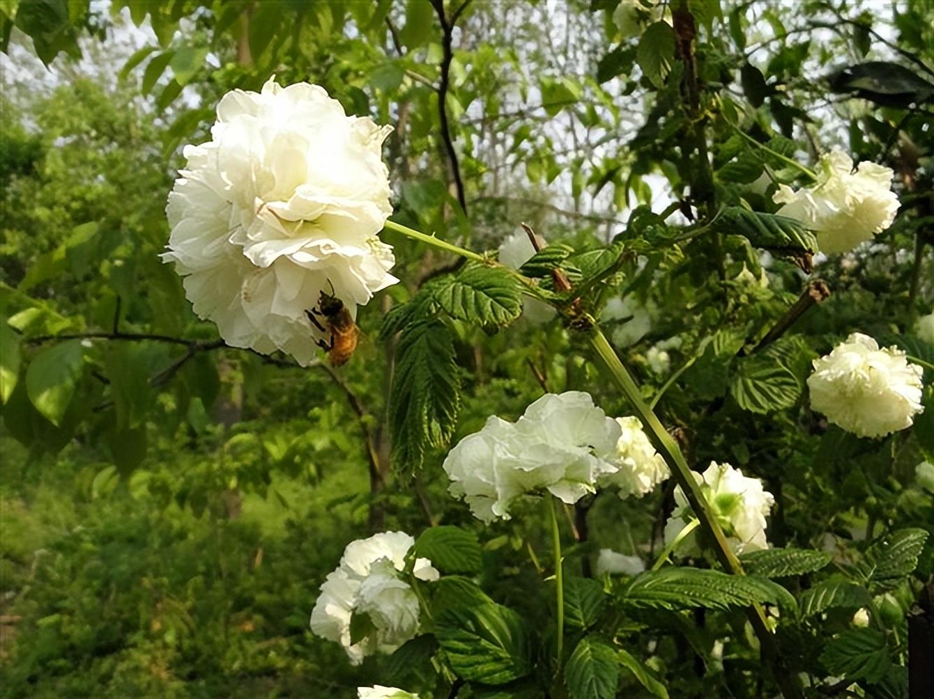 开到荼靡花（荼蘼花的花语寓意是末路之美吗）(图1)