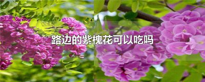 ​路边的紫槐花可以吃吗 路边的紫槐花不建议食用。虽然从成分来说紫槐花是无毒的