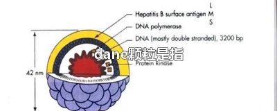 ​dane颗粒是指