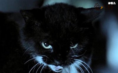 ​猫脸老太太是真的存在吗？央视还专门报道过这件事？