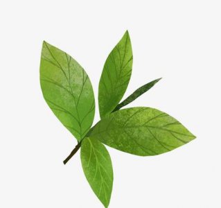 ​熊果苷vc可以混用吗(没有听说过)
