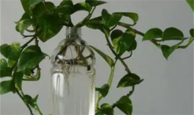 ​绿萝营养液是直接浇在上面还是兑水浇了