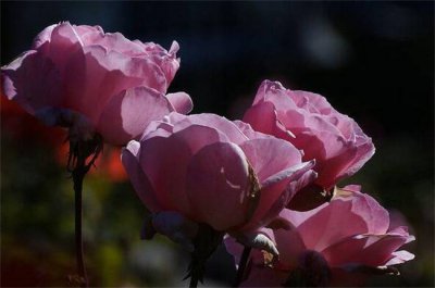 ​玫瑰花如何保存才能持久不枯