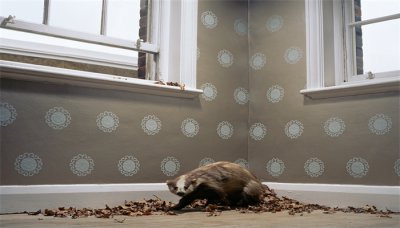 ​蜜獾的天敌是什么动物