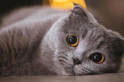 ​喜欢猫的女人是什么性格(女孩喜欢养猫什么性格)