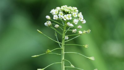 ​荠菜是发物吗