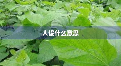 人设什么意思
