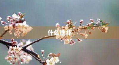 ​什么地扑(什么地扑过去)