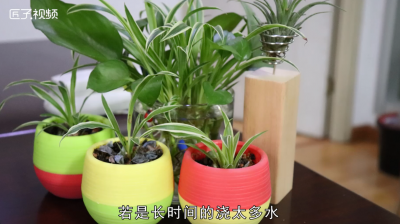 ​吊兰叶子发黄怎么回事