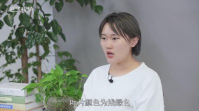 ​中华芦荟和库拉索芦荟的区别
