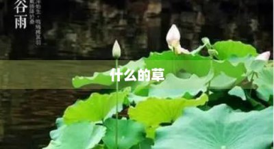 ​什么的草(什么的草芽)