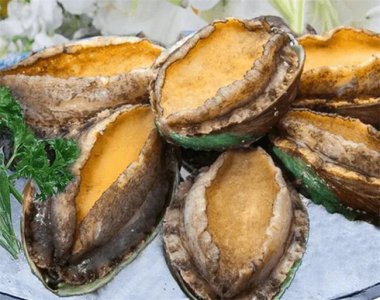 ​鲍鱼是鱼类吗