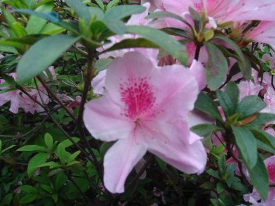 ​香港的市花是什么花（南北紫荆花的区别）