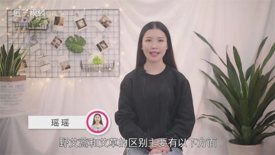 ​野艾蒿和艾草怎样分别