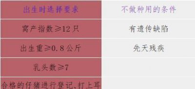 ​什么品种的猪适合做母猪(小型养猪场养什么品种母猪好)