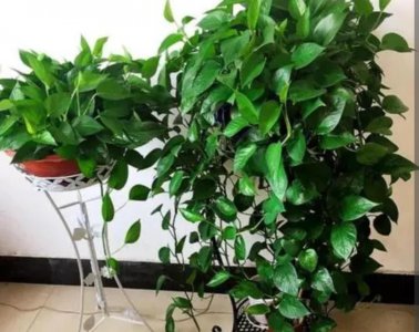 ​让绿萝疯长的妙招（怎样让绿萝长得快又长得茂盛）