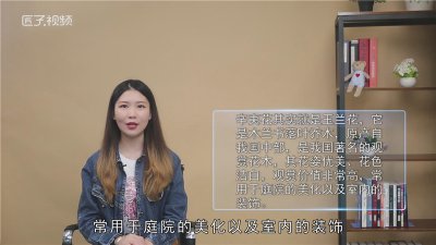 ​辛夷花是什么花