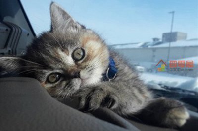 ​为什么好多人被猫抓不打疫苗「3个原因」