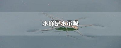 ​水蝇是水黾吗