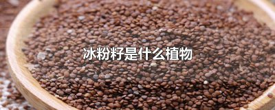 ​冰粉籽是什么植物