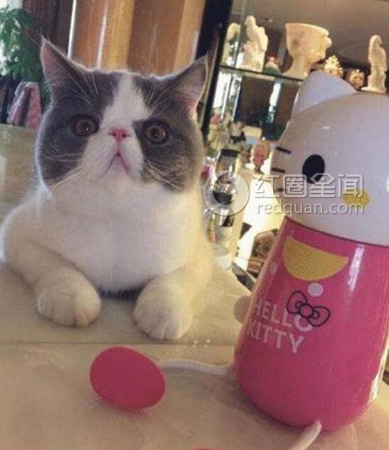 李晨范冰冰恋爱史 李晨范爷婚房内景图片