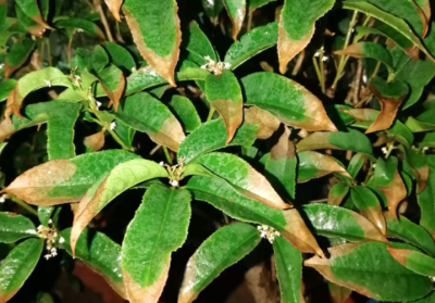 ​桂花叶子干枯掉落完了还能活（桂花干叶落叶的4大原因）