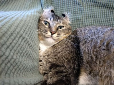 ​猫咪吃什么猫粮好价钱不高（猫奴常买的6款猫粮品牌）