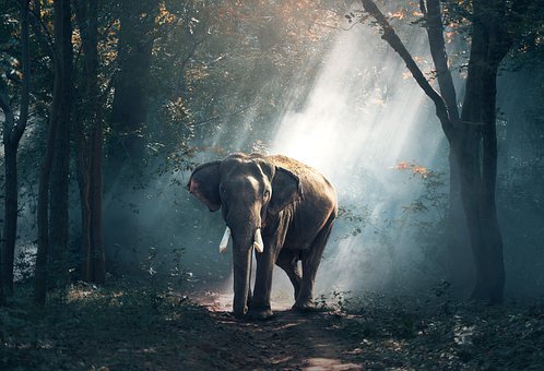 elephant-1822636__340.jpg