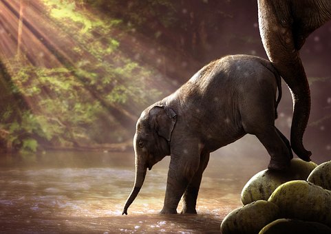 elephant-2380009__340.jpg