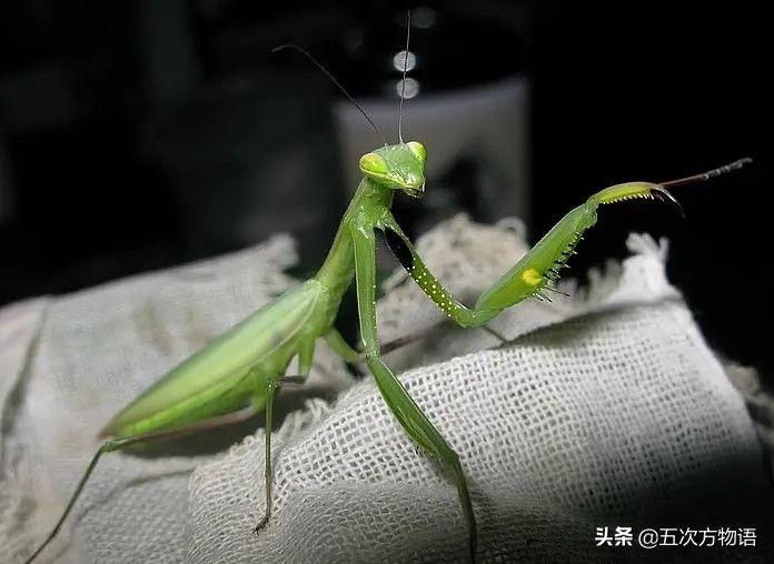 螳螂的种类_常见的螳螂颜色