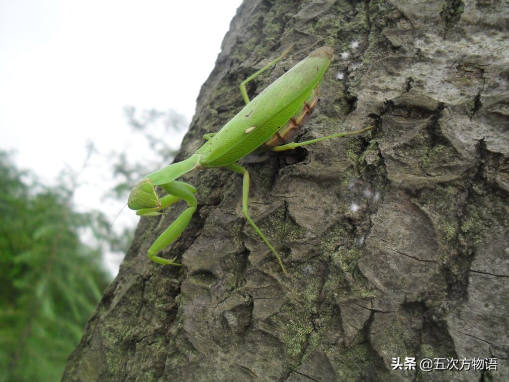 螳螂的种类_常见的螳螂颜色