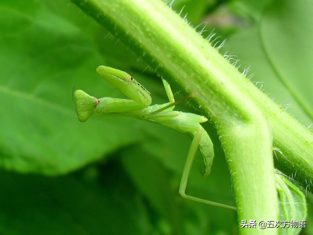 螳螂的种类_常见的螳螂颜色