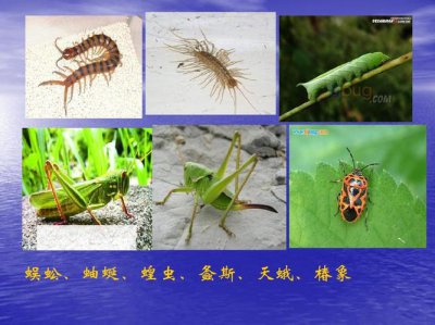 ​常见的昆虫有哪些及名称（常见的昆虫介绍）