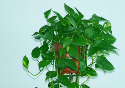 ​黄金葛对家居环境的影响-黄金葛的风水学应用