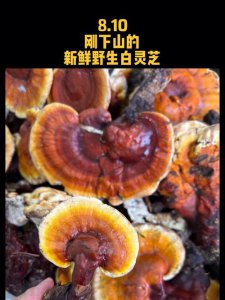 ​鲜灵芝的功效与作用及食用方法（鲜灵芝的功效与作用及食用方法是什么）
