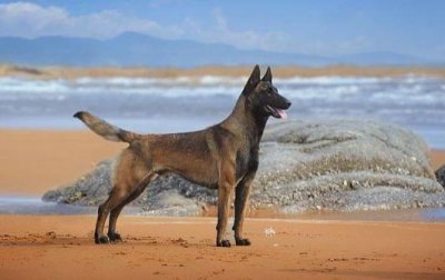 ​马犬多少钱一条？马犬如何喂养？
