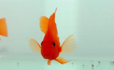 ​血鹦鹉的风水学应用有哪些？