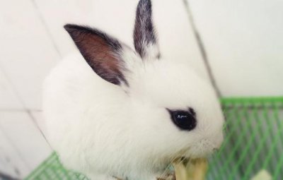 ​熊猫兔是什么兔子？熊猫兔的简介