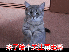 狗狗哪个品种当宠物狗更好（适合别人的狗狗）(8)