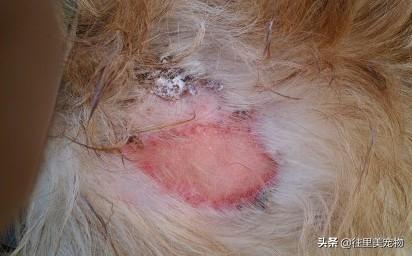 狗狗得了严重的皮肤病怎么治疗（分析病情知晓原因）(4)