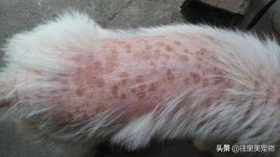 ​狗狗得了严重的皮肤病怎么治疗（分析病情知晓原因）