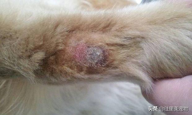 狗狗得了严重的皮肤病怎么治疗（分析病情知晓原因）(2)