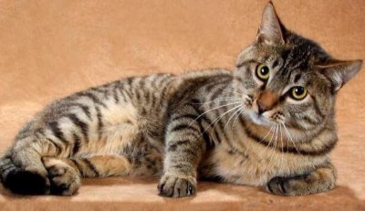 ​狸花猫是什么猫多少钱一只 被狸花猫抓了有关系吗